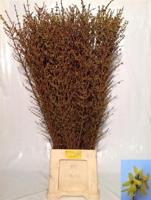 <h4>Forsythia yellow</h4>