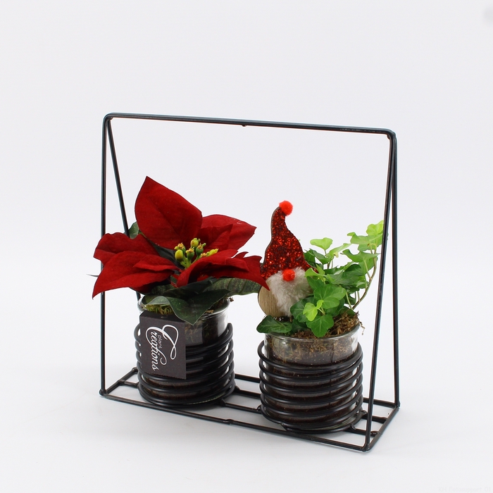 <h4>POCR-2310 Poinsettia creatie</h4>