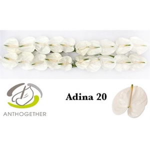 Anth A Adina 20