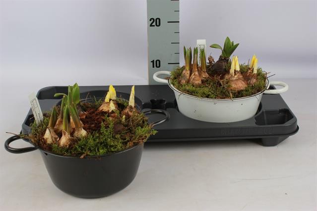 Hyacinthus arr 22Ø 22cm