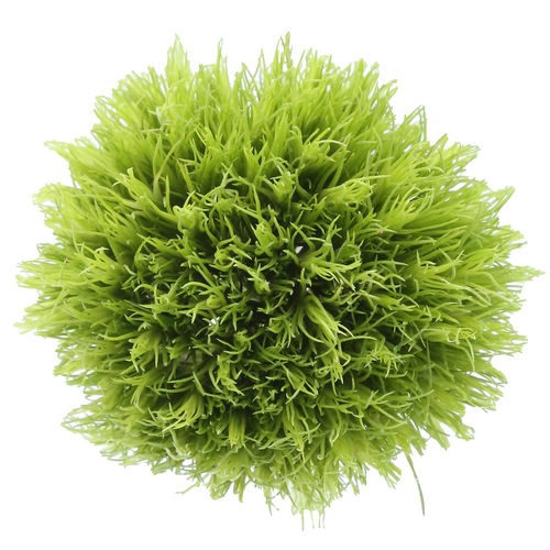 <h4>Dianthus br lady in green</h4>