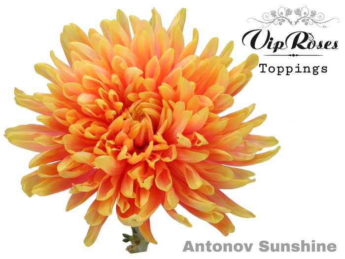 <h4>Chr G Vip Antonov Sunshine</h4>