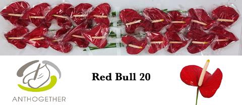 <h4>Anthurium red bull</h4>