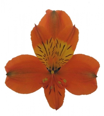 ALSTROEMERIA CHEERIO 080 CM