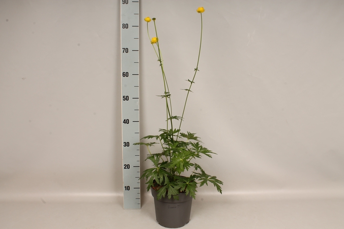 <h4>vaste planten 19 cm  Trollius Lemon Queen</h4>