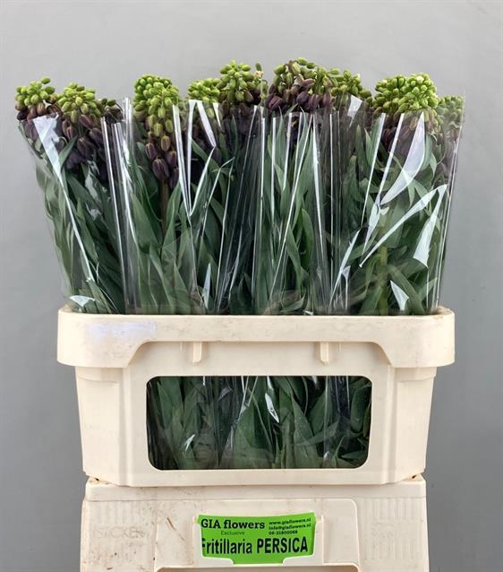 <h4>Fritillaria persica</h4>