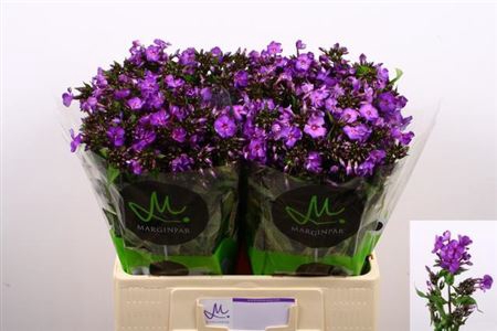 <h4>Phlox P Dsterlohe</h4>