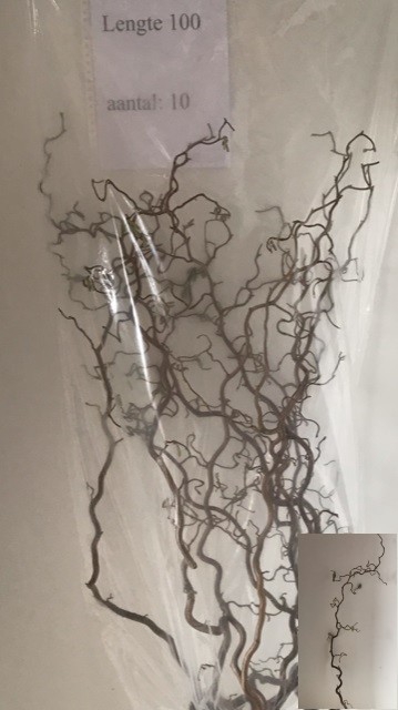<h4>Corylus contorta</h4>