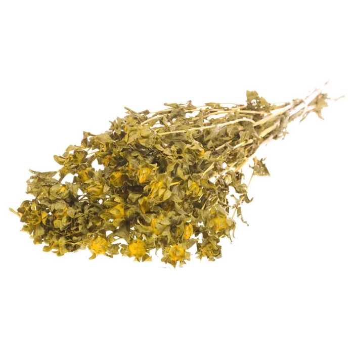 <h4>Bidens (carthamus) yellow</h4>