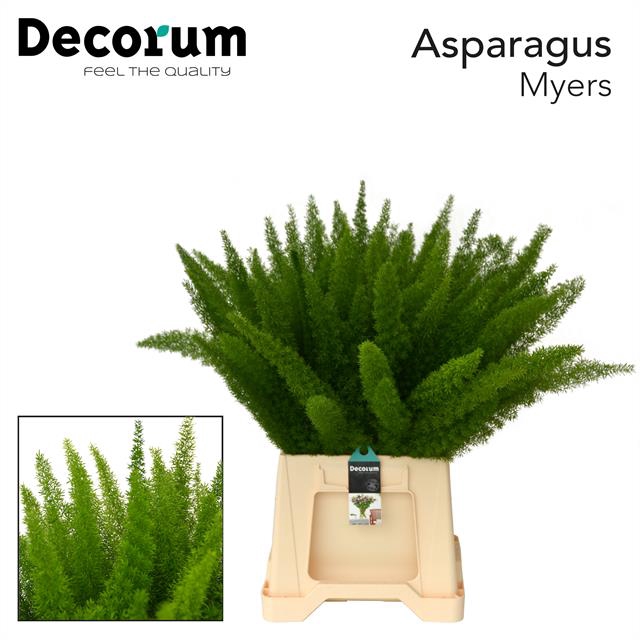 <h4>Leaf asparagus meyerii</h4>