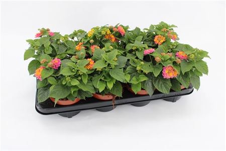 <h4>Lantana Tricolor ' Havana Sunshine</h4>
