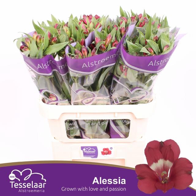 <h4>ALSTR ALESSIA</h4>