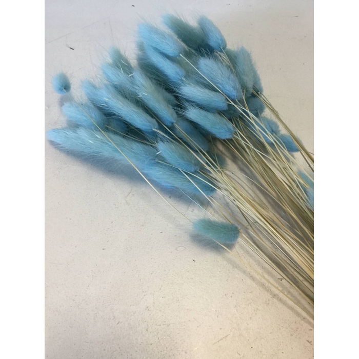 <h4>DRIED FLOWERS - LAGURUS CLEAR BLUE 50GR</h4>