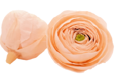 <h4>Ranunculus pea-99</h4>