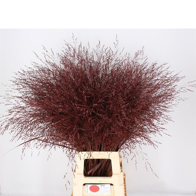 <h4>Panicum paint bordeaux</h4>