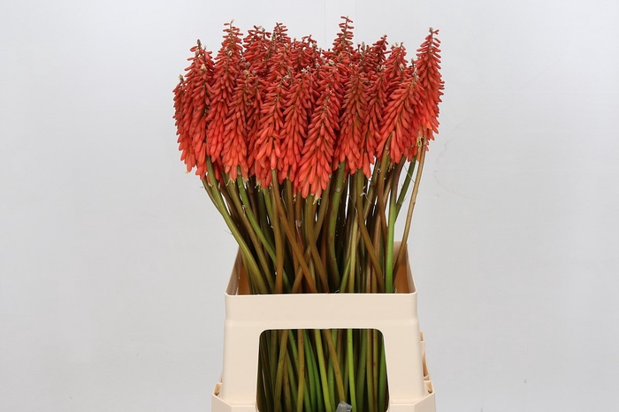 <h4>Kniphofia Rood</h4>