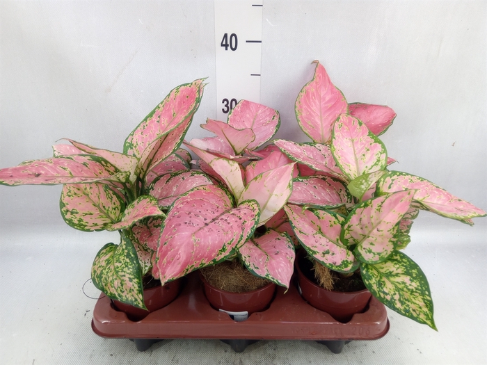 <h4>Aglaonema   ...</h4>
