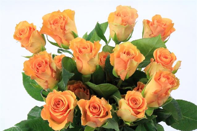 <h4>Rosa ec baterflai</h4>