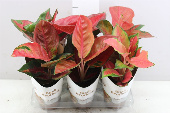 <h4>Aglaonema Red Star</h4>