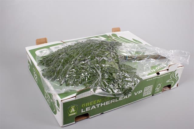 <h4>Leaf leather fern extra vacuum Green Ocean (arach)</h4>