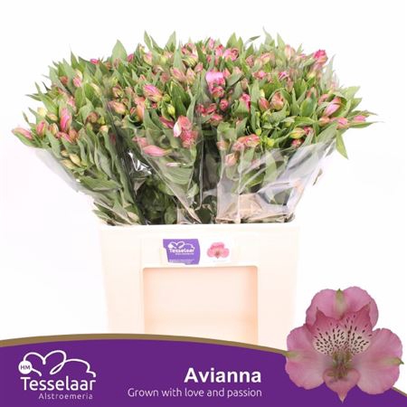 <h4>Alstr Avianna</h4>