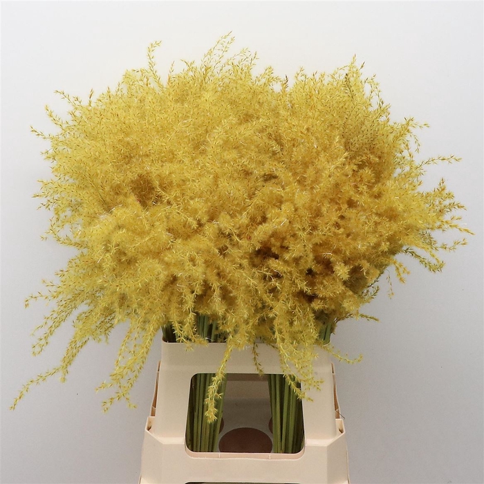 <h4>Dried Stipa Feather Yellow</h4>
