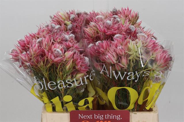 <h4>Cape green serruria blushing bride pink</h4>