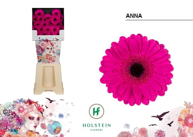 <h4>Germini diamond anna</h4>
