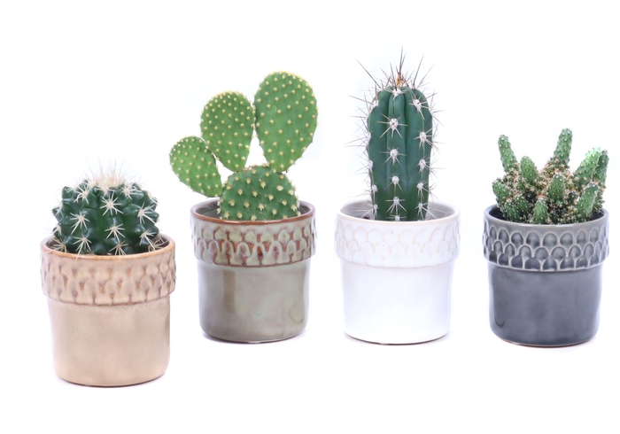 <h4>Cactus ...</h4>