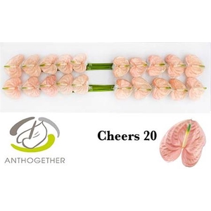 Anth A Cheers 20