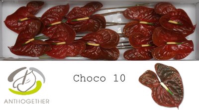 <h4>Anthurium choco</h4>