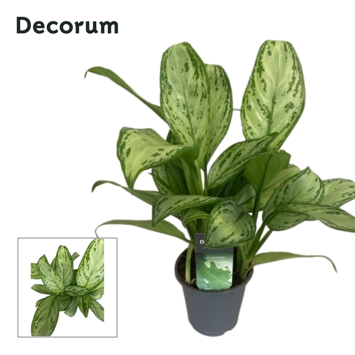 <h4>Aglaonema Christina</h4>