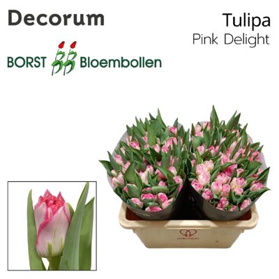 <h4>Tulipa do pink delight</h4>