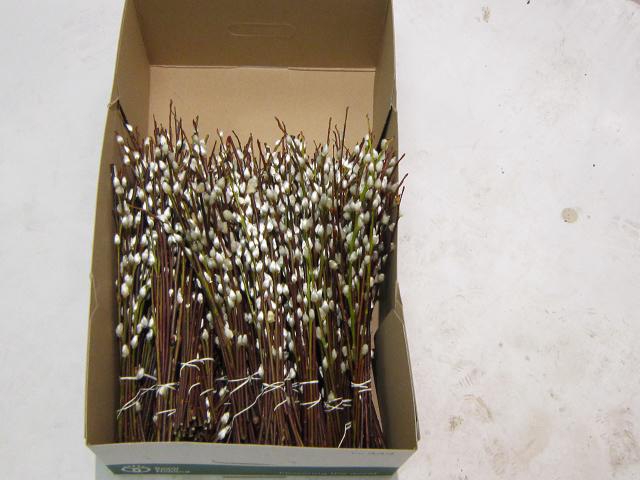 <h4>Salix pussy willow</h4>