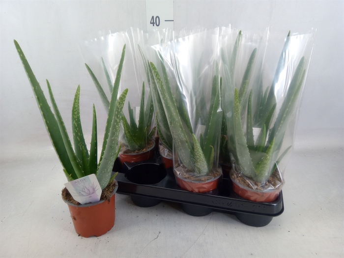 <h4>Aloe vera</h4>