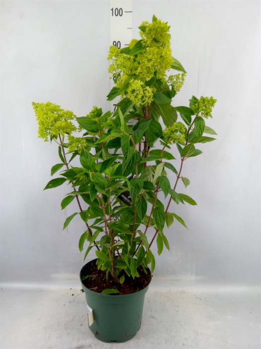 <h4>Hydrangea Pan.</h4>