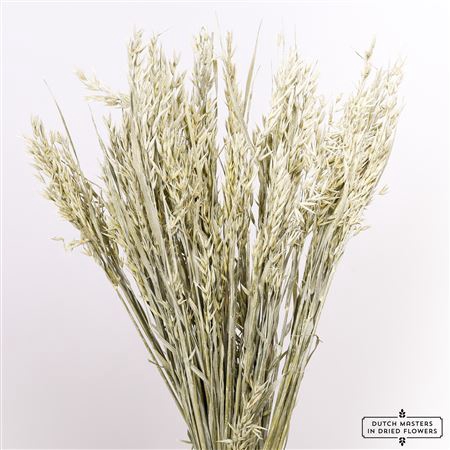 <h4>Dried Avena Frosted White Bunch</h4>