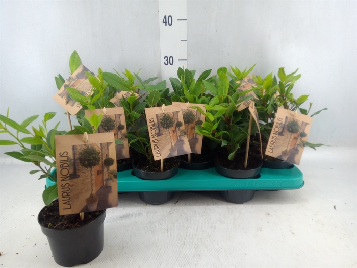 <h4>Laurus Nobilis</h4>
