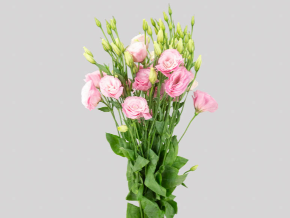 Lisianthus rosa store