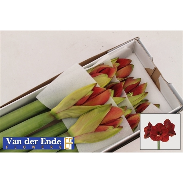 <h4>Hippeastrum ferrari</h4>