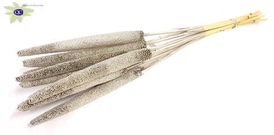<h4>Babala on natural stem platina</h4>