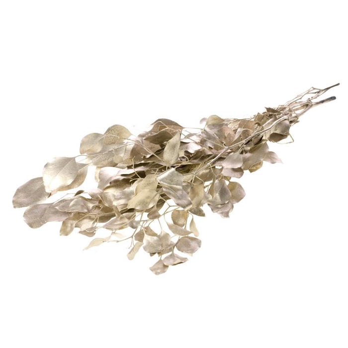 <h4>Eucalyp pop pres ch.gold</h4>