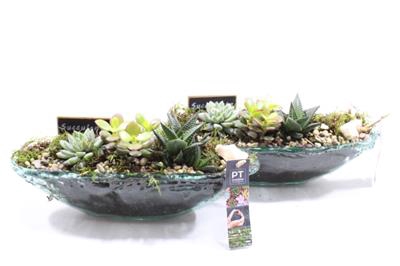 <h4>4539 KANO SUCC X3</h4>