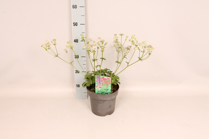 <h4>vaste planten 19 cm  Astrantia Buckland</h4>