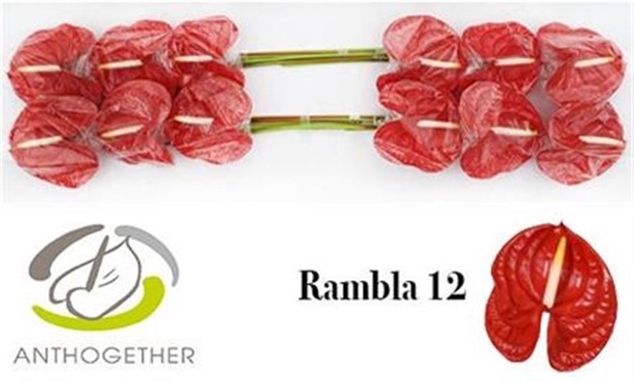 <h4>Anth A Rambla</h4>