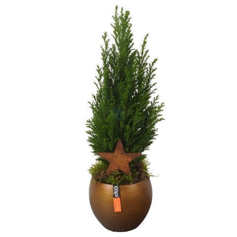 <h4>CC23242 Arrangementen kamerplanten</h4>