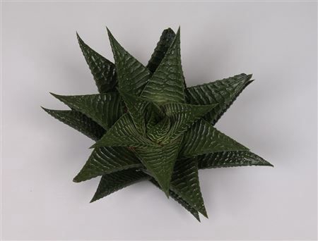 <h4>Haworthia limifolia cutflower 50x5cm</h4>