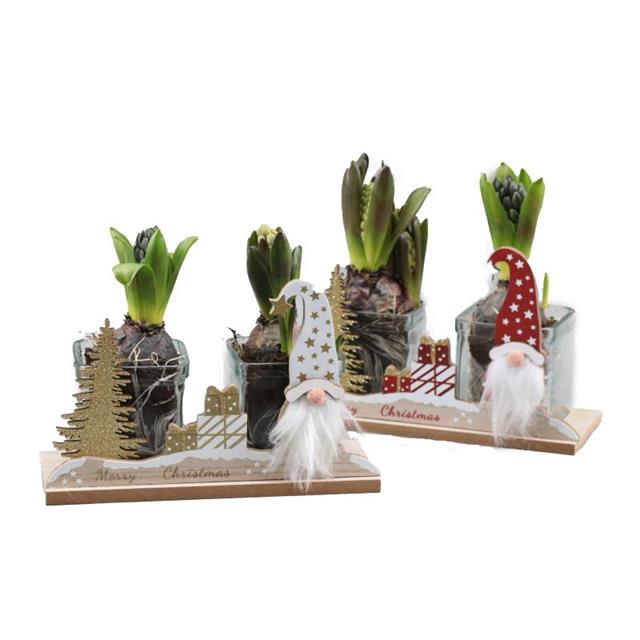 <h4>arr4 Hyacint FL2348 - Glas cube merry cristmas</h4>
