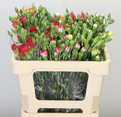 <h4>Dianthus sp mix in bucket</h4>
