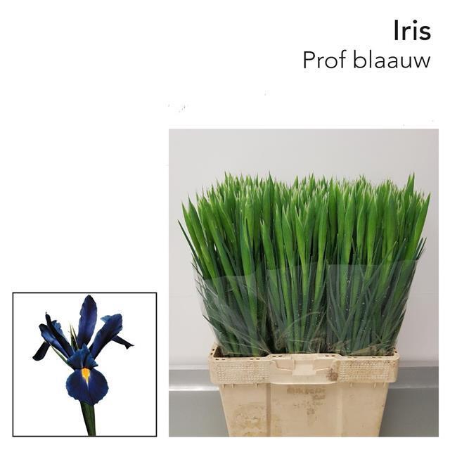 <h4>Iris prof blaauw</h4>